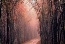 立陶宛队实力坚强，表现出色获得赞誉